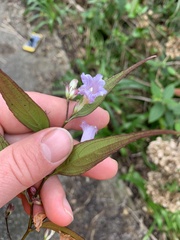 Strobilanthes anisophyllus