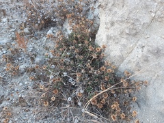 Pallenis maritima