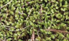 Ulota crispa