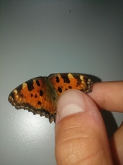 Nymphalis polychloros