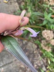 Strobilanthes anisophyllus