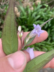 Strobilanthes anisophyllus