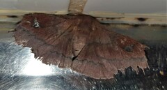 Saturniidae