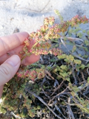 Atriplex littoralis