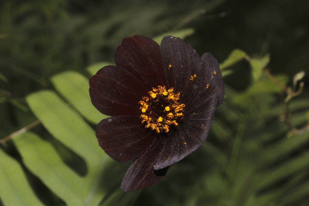 Chocolate cosmos (Cosmos atrosanguineus)