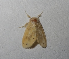 Artaxa guttata