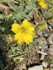 Potentilla