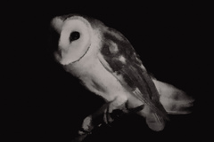 Tyto alba delicatula