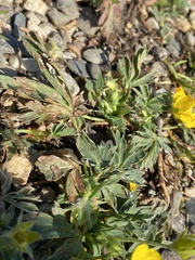 Potentilla