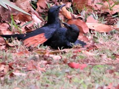 Onychognathus morio morio