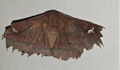 Saturniidae