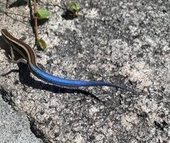 Plestiodon skiltonianus