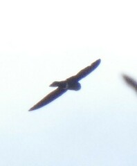 Telacanthura ussheri