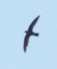 Telacanthura ussheri