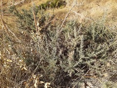 Ulex