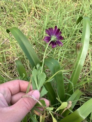Dimorphotheca ecklonis