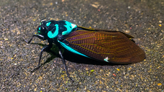 Formotosena seebohmi