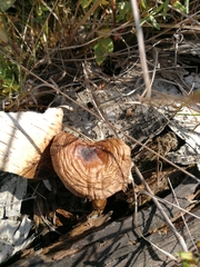 Pluteus cervinus
