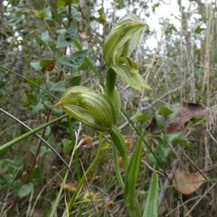 Pterostylis viriosa