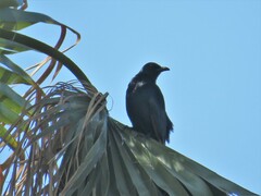 Onychognathus morio morio