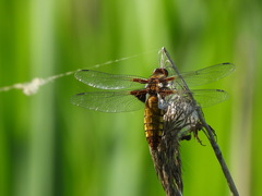 Libellula depressa