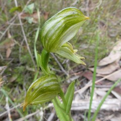 Pterostylis viriosa