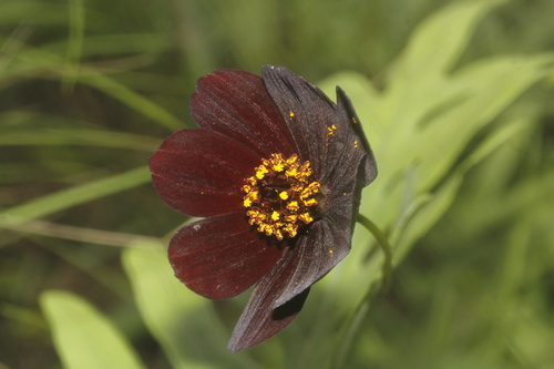 Cosmos atrosanguineus, photograph 2