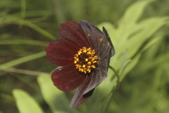 Cosmos atrosanguineus
