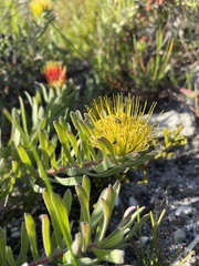 Leucospermum gracile