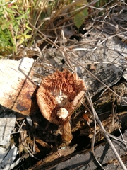Pluteus cervinus