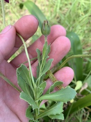 Dimorphotheca ecklonis