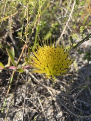 Leucospermum gracile