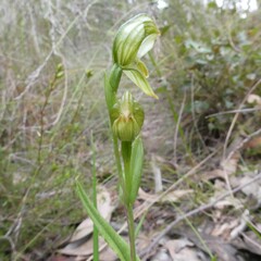 Pterostylis viriosa