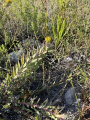 Leucospermum gracile