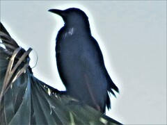 Onychognathus morio morio