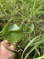 Hydrocotyle umbellata