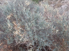 Anthyllis cytisoides