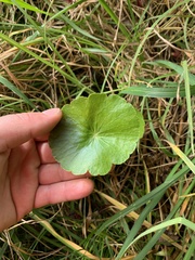 Hydrocotyle umbellata