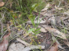 Pterostylis viriosa