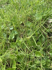 Hydrocotyle umbellata