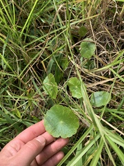 Hydrocotyle umbellata