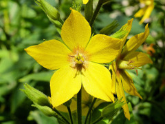 Lysimachia punctata