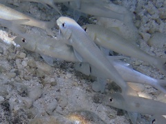Mulloidichthys flavolineatus