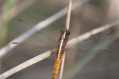 Rhodothemis rufa
