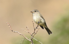 Empidonax wrightii