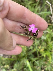 Dianthus borbasii