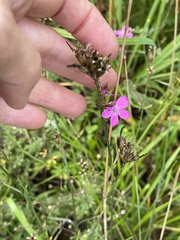 Dianthus borbasii