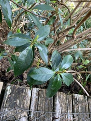 Trachelospermum jasminoides