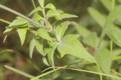 Cosmos atrosanguineus