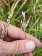 Dianthus borbasii